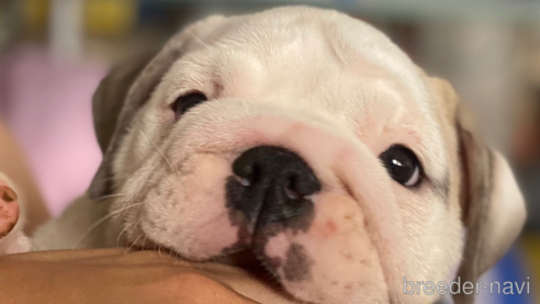 成約済の愛媛県のブルドッグ-255535の1枚目