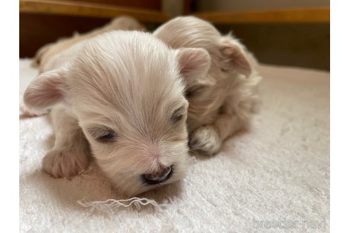 成約済の栃木県のマルプー:マルチーズ×トイプードル-255869の4枚目