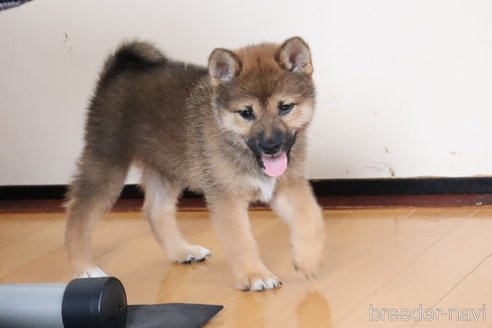 成約済の埼玉県の柴犬-254065の3枚目