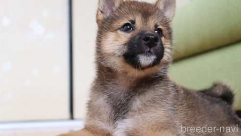 成約済の埼玉県の柴犬-254065の1枚目