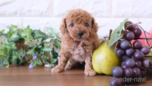 成約済の滋賀県のトイプードル-258525