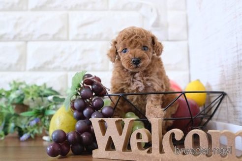 成約済の滋賀県のトイプードル-258525の4枚目