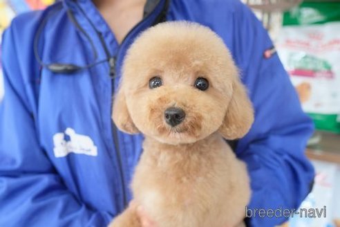 成約済の滋賀県のトイプードル-258525の2枚目