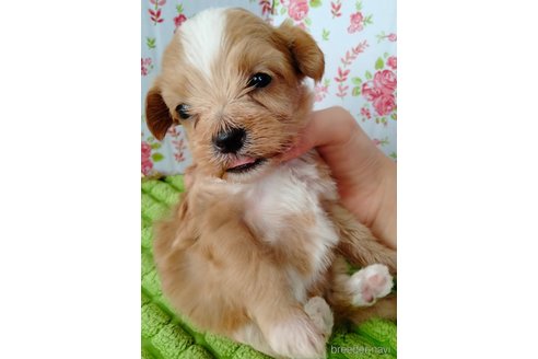 成約済の埼玉県のマルプー:マルチーズ×トイプードル-256334の38枚目