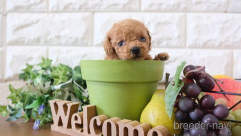 成約済の滋賀県のトイプードル-258527の1枚目