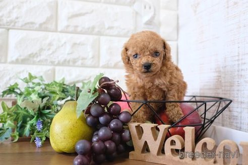 成約済の滋賀県のトイプードル-258527の4枚目