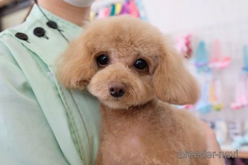 成約済の滋賀県のトイプードル-258527の2枚目