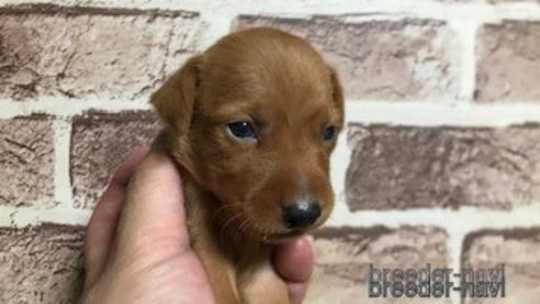 成約済の埼玉県のミニチュアピンシャー(ミニピン)-257745の8枚目