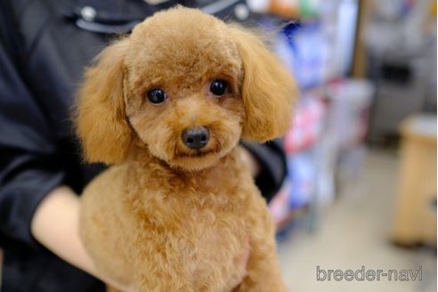 成約済の滋賀県のトイプードル-258545の5枚目