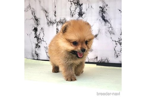 成約済の茨城県のポメラニアン-255193の8枚目