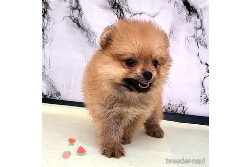 成約済の茨城県のポメラニアン-255193の6枚目