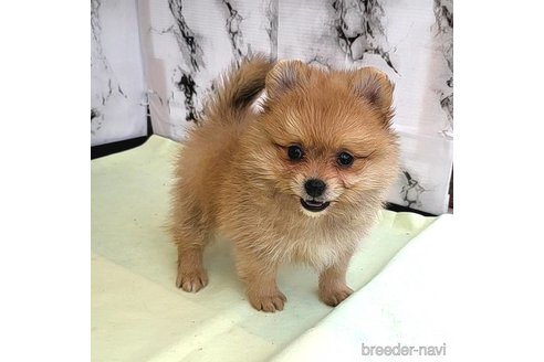 成約済の茨城県のポメラニアン-255183の19枚目