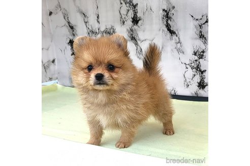 成約済の茨城県のポメラニアン-255183の17枚目