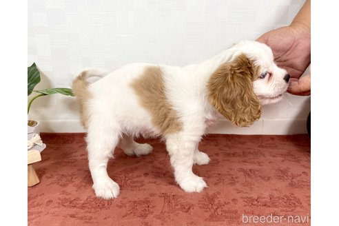 成約済の埼玉県のキャバリアキングチャールズスパニエル-258491の5枚目