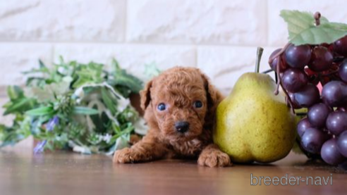 成約済の滋賀県のトイプードル-258587の1枚目