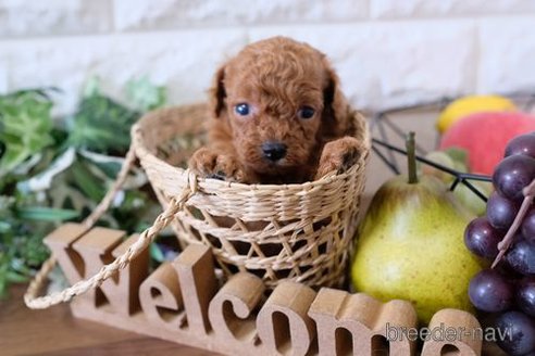 成約済の滋賀県のトイプードル-258587の4枚目
