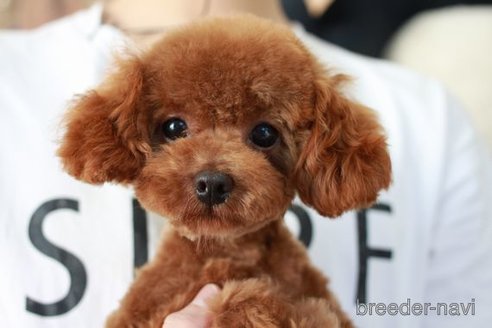 成約済の滋賀県のトイプードル-258590の6枚目