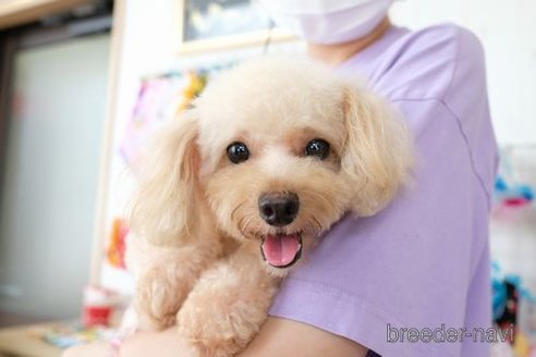 成約済の滋賀県のトイプードル-258590の5枚目