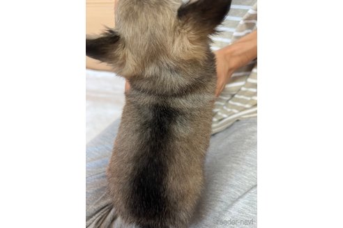 成約済の千葉県のチワワ(ロングコート)-250301の58枚目