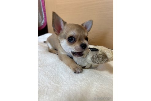 成約済の千葉県のチワワ(スムースコート)-250299の9枚目