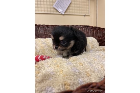 成約済の愛知県のチワワ(ロングコート)-258698の2枚目