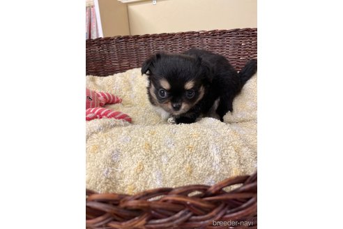 成約済の愛知県のチワワ(ロングコート)-258698の3枚目