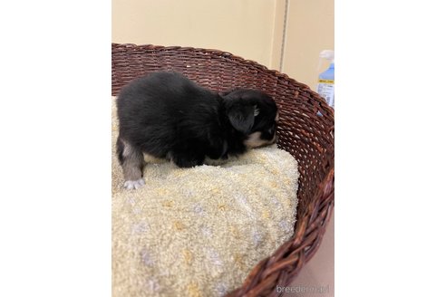 成約済の愛知県のチワワ(ロングコート)-258698の4枚目