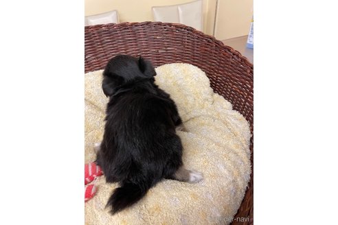 成約済の愛知県のチワワ(ロングコート)-258698の5枚目