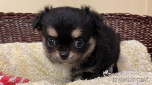 成約済の愛知県のチワワ(ロングコート)-258698の1枚目