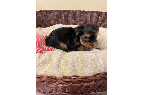 成約済の愛知県のヨークシャーテリア-258699の7枚目