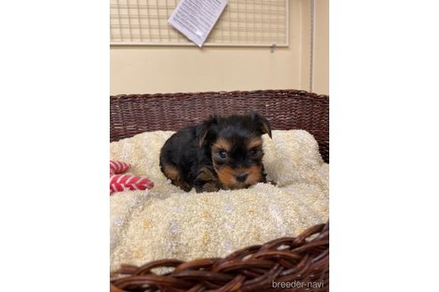 成約済の愛知県のヨークシャーテリア-258699の8枚目