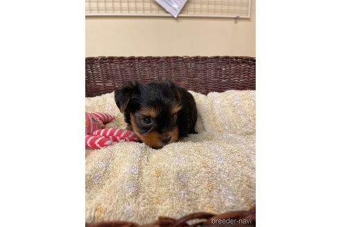 成約済の愛知県のヨークシャーテリア-258699の6枚目