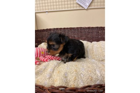 成約済の愛知県のヨークシャーテリア-258699の2枚目