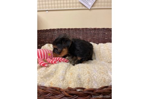 成約済の愛知県のヨークシャーテリア-258699の4枚目