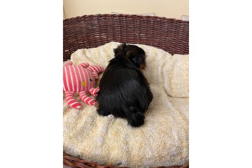 成約済の愛知県のヨークシャーテリア-258699の5枚目