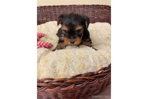 成約済の愛知県のヨークシャーテリア-258699の3枚目