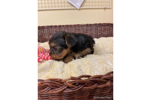 成約済の愛知県のヨークシャーテリア-258700の3枚目