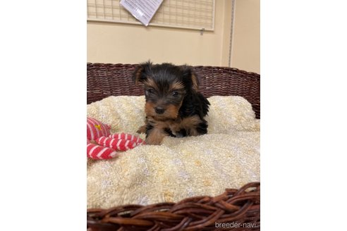 成約済の愛知県のヨークシャーテリア-258700の2枚目
