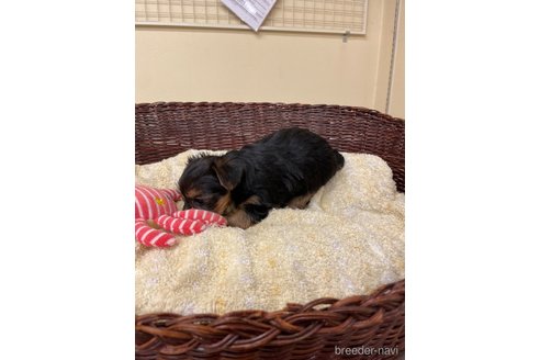 成約済の愛知県のヨークシャーテリア-258700の4枚目