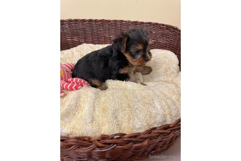 成約済の愛知県のヨークシャーテリア-258700の5枚目