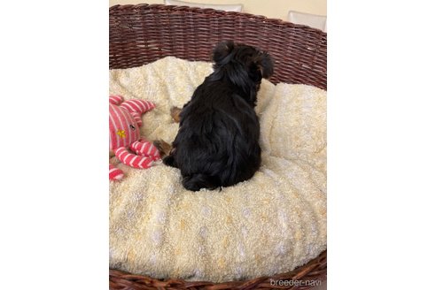 成約済の愛知県のヨークシャーテリア-258700の6枚目