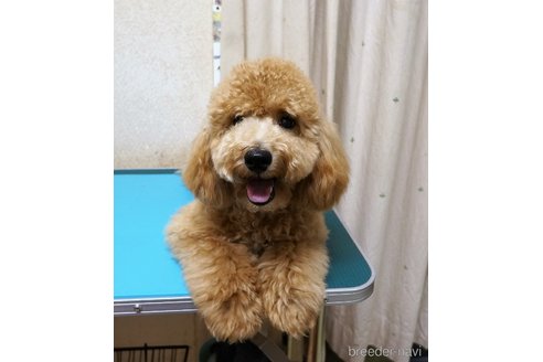 成約済の大阪府のトイプードル-224825の5枚目