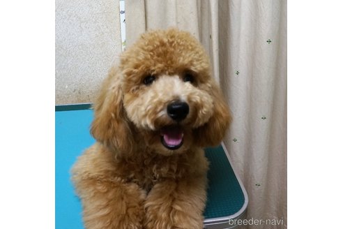 成約済の大阪府のトイプードル-224825の3枚目