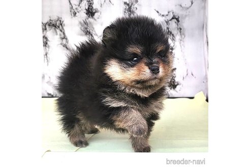 成約済の茨城県のポメラニアン-258706の8枚目