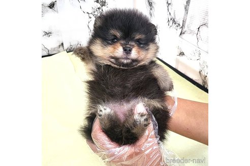 成約済の茨城県のポメラニアン-258706の10枚目