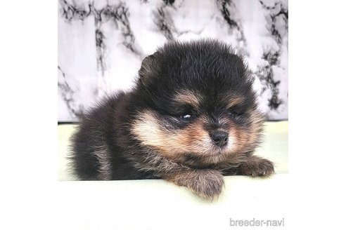 成約済の茨城県のポメラニアン-258706の9枚目