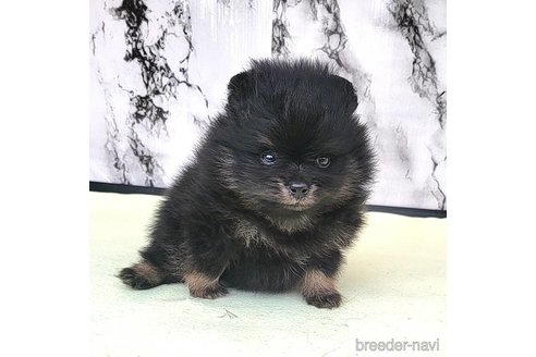 成約済の茨城県のポメラニアン-258707の3枚目
