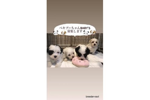 成約済の愛媛県のミックス犬-258794の1枚目