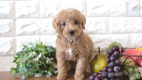 成約済の滋賀県のトイプードル-255647の1枚目