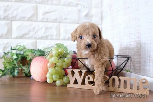 成約済の滋賀県のトイプードル-255647の3枚目